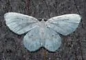Fragile White Carpet - Hodges#7423