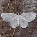 Fragile White Carpet - Hodges#7423 - photo 2