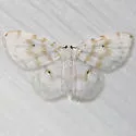 Fragile White Carpet - Hodges#7423 - photo 3