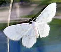 Fragile White Carpet - Hodges#7423 - photo 4