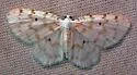 Fragile White Carpet - Hodges#7423 - photo 5