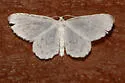 Hydrelia brunneifasciata - Hodges#7424
