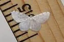 Hydrelia brunneifasciata - Hodges#7424 - photo 2