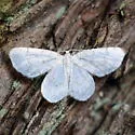 Hydrelia brunneifasciata - Hodges#7424 - photo 4