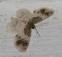 Hydrelia condensata - Hodges#7420