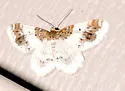 Hydrelia condensata - Hodges#7420 - photo 4