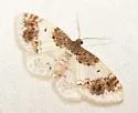 Hydrelia condensata - Hodges#7420 - photo 5