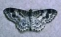 Light Carpet Moth - Hodges#7419