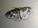 Light Carpet Moth - Hodges#7419 - photo 2