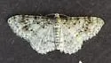 Light Carpet Moth - Hodges#7419 - photo 3