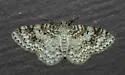 Light Carpet Moth - Hodges#7419 - photo 4