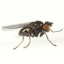 Hydrellia albilabris