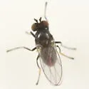 Hydrellia albilabris - photo 2