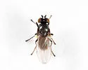 Hydrellia americana
