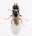 Hydrellia formosa