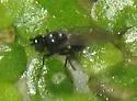 Hydrellia personata