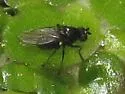 Hydrellia personata - photo 2