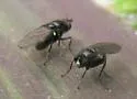 Hydrellia personata - photo 3