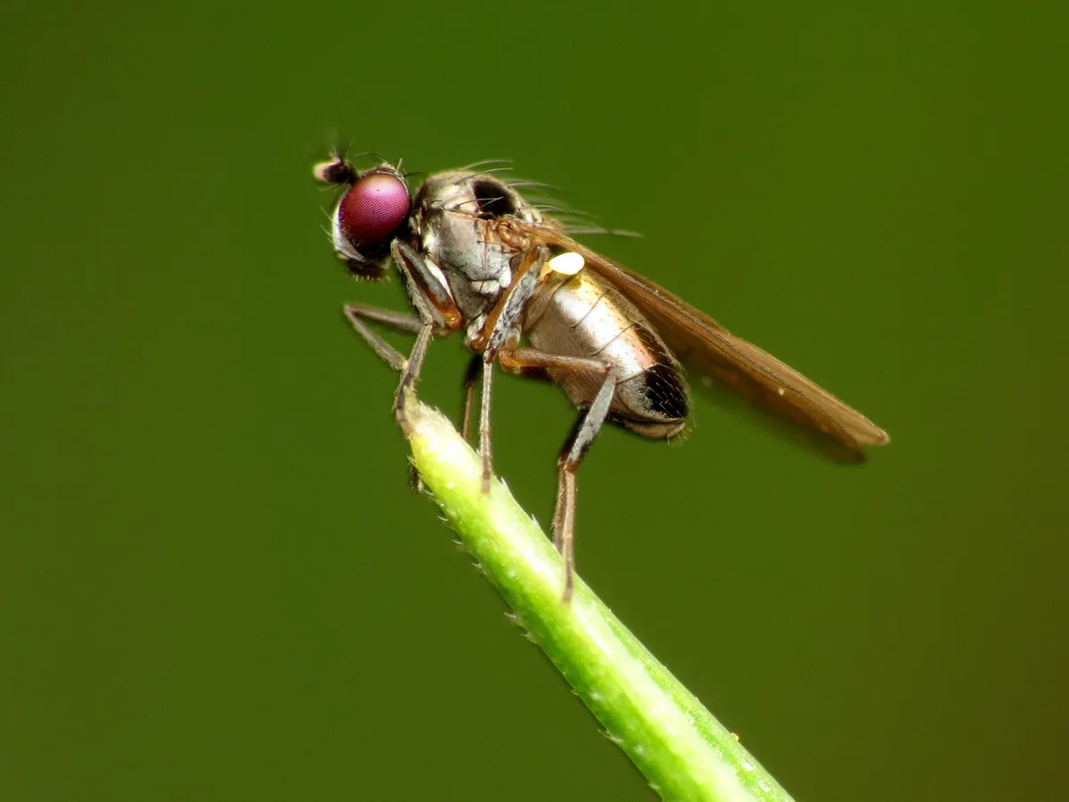 Black Pasture Fly - photo 3