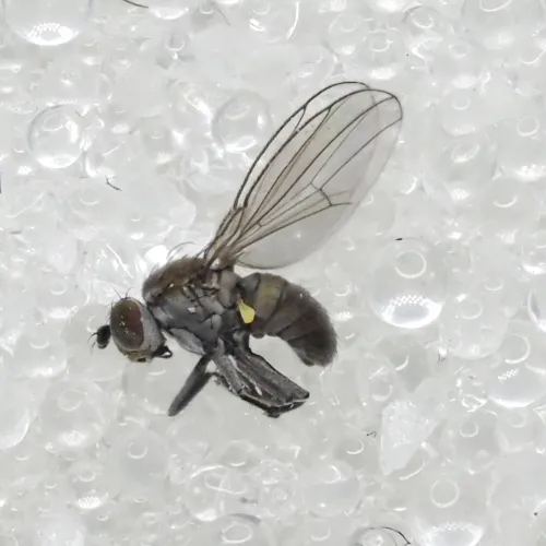 Hydrellia - photo 2
