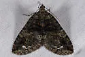 Hydriomena albifasciata - Hodges#7261