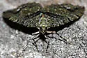 Hydriomena albifasciata - Hodges#7261 - photo 4