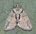 Hydriomena arizonata - Hodges#7242