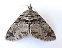 Hydriomena barnesata - Hodges#7265