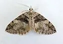 Hydriomena barnesata - Hodges#7265 - photo 3