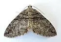 Hydriomena barnesata - Hodges#7265 - photo 4