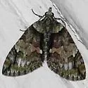 Hydriomena bistriolata - Hodges#7238