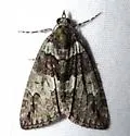 Hydriomena bistriolata - Hodges#7238 - photo 2
