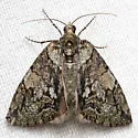 Hydriomena bistriolata - Hodges#7238 - photo 4