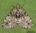 Hydriomena bryanti - Hodges#7268