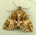 Hydriomena californiata - Hodges#7246 - photo 4
