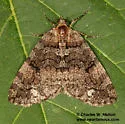 Hydriomena catalinata - Hodges#7259