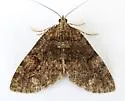 Hydriomena catalinata - Hodges#7259 - photo 4