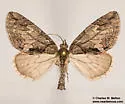 Hydriomena chiricahuata - Hodges#7250
