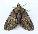 Hydriomena chiricahuata - Hodges#7250 - photo 2