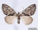 Hydriomena chiricahuata - Hodges#7250 - photo 4