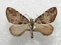Hydriomena clarki - Hodges#7269