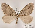 Hydriomena cochiseata - Hodges#7262 - photo 2