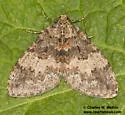 Hydriomena cochiseata - Hodges#7262 - photo 3