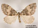 Hydriomena cochiseata - Hodges#7262 - photo 4