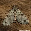 Hydriomena costipunctata - Hodges#7260 - photo 2