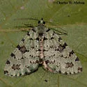Hydriomena costipunctata - Hodges#7260 - photo 3
