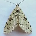 Hydriomena costipunctata - Hodges#7260 - photo 4