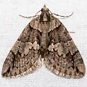 Hydriomena crokeri - Hodges#7247 - Hydriomena crokeri