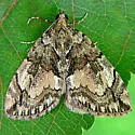 Black-Dashed Hydriomena - Hodges#7235