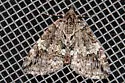 Black-Dashed Hydriomena - Hodges#7235 - photo 2
